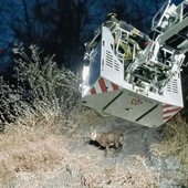 Camoscio salvato dai Vigili del Fuoco a Campiglia Cervo