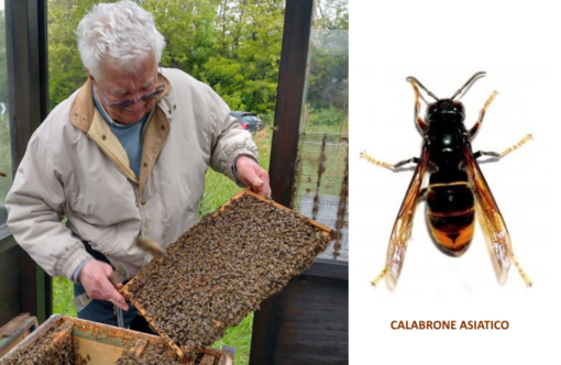 Calabrone asiatico: una nuova minaccia incombe sul miele Biellese.