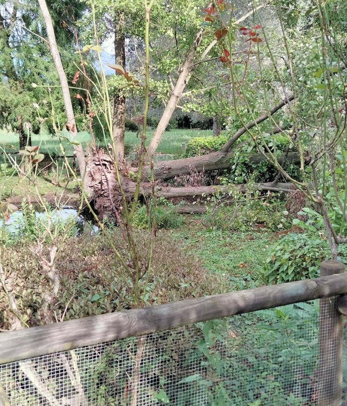 Un lettore: &quot;Verde a Chiavazza in stato di abbandono, perchè il Comune non si fa aiutare?&quot;, FOTO