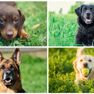 Un evento dedicato agli amici a quattro zampe: Scodinzolando con Flò e il Pioppeto insieme per gli animali.