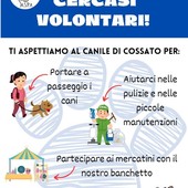 Il canile di Cossato cerca volontari