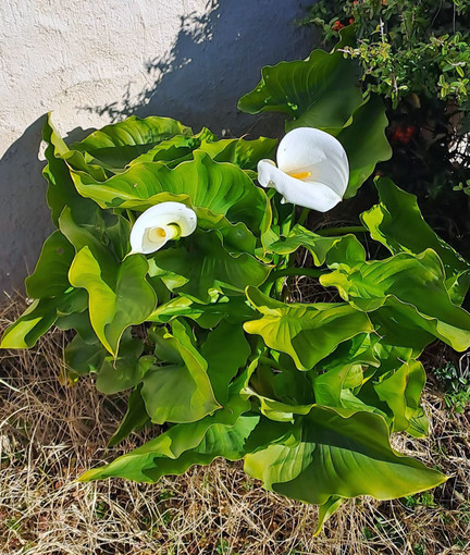 Zantedeschia aethiopica (L.). Nome italiano: Calla. Nome sardo: Calla, Trumba calla. Español: Cala, Cala de Etiopía. Pianta originaria dell'Africa meridionale (Sudafrica e Mozambico), introdotta in Europa come pianta ornamentale.