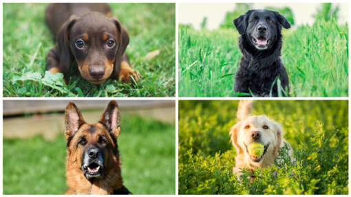 Un evento dedicato agli amici a quattro zampe: Scodinzolando con Flò e il Pioppeto insieme per gli animali.