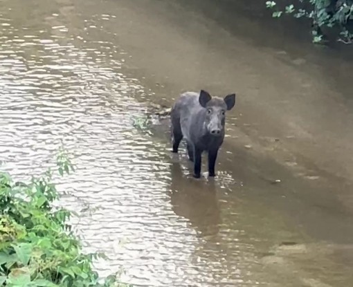 Incontro inaspettato a Cossato: lo sguardo fra uomo e cinghiale.