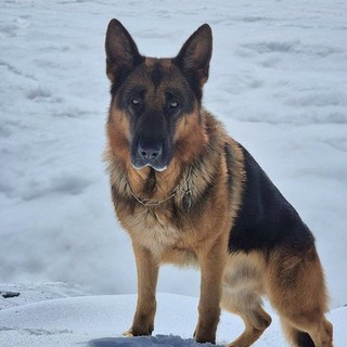 Favaro, lieto fine per Rocky: il cane scomparso è stato ritrovato.