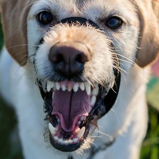 Donna aggredita da due grossi cani mentre porta a spasso il suo