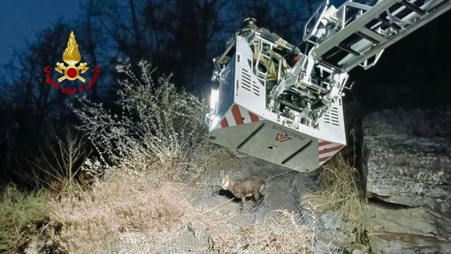 Camoscio salvato dai Vigili del Fuoco a Campiglia Cervo