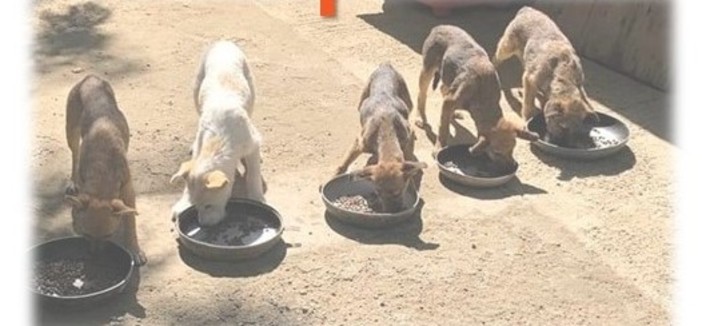 A Biella una cena solidale pro cani in attesa di adozione