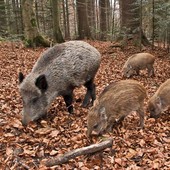 Contenimento dei cinghiali, in aumento gli abbattimenti mirati. Biella unica Provincia dove la caccia è riaperta