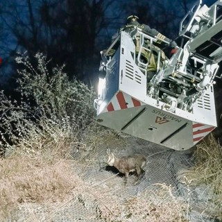 Camoscio salvato dai Vigili del Fuoco a Campiglia Cervo