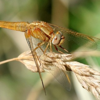 Uno sguardo sul creato: Crocothemis erythraea