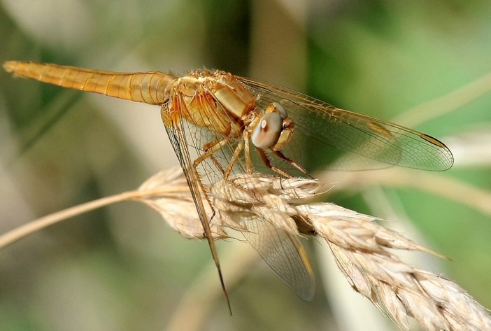 Uno sguardo sul creato: Crocothemis erythraea