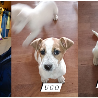 Tre meravigliosi cuccioli in cerca di casa nel Biellese e zone limitrofe, non sono adorabili?