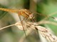 Uno sguardo sul creato: Crocothemis erythraea