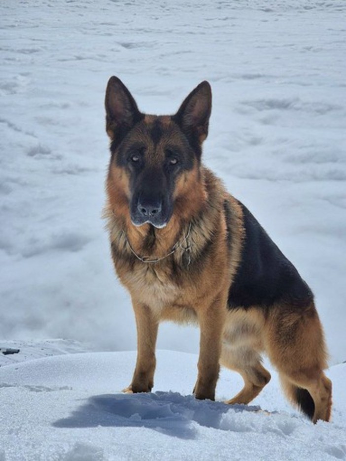 Favaro, lieto fine per Rocky: il cane scomparso è stato ritrovato.