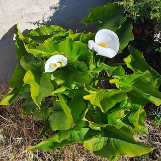 Zantedeschia aethiopica (L.). Nome italiano: Calla. Nome sardo: Calla, Trumba calla. Español: Cala, Cala de Etiopía. Pianta originaria dell'Africa meridionale (Sudafrica e Mozambico), introdotta in Europa come pianta ornamentale.