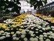 La festa dei Santi, fiori recisi e crisantemi in vaso