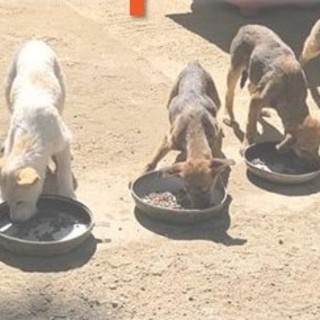 A Biella una cena solidale pro cani in attesa di adozione