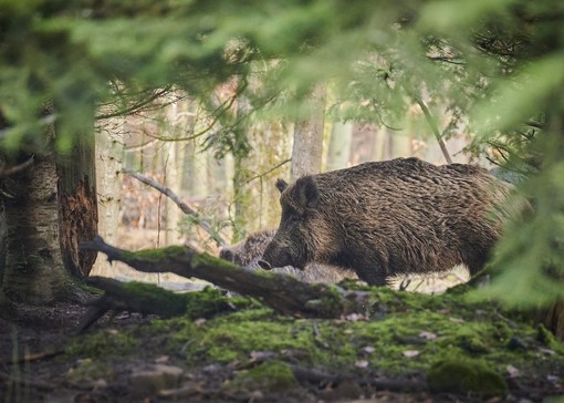 Caccia al cinghiale, i Comuni in cui è vietata da mercoledì