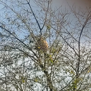 Nell’immagine, nido di calabrone asiatico (Vespa velutina), scoperto a Verrone.