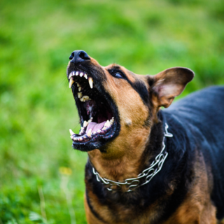 Tollegno, cane di grossa taglia tenta di aggredire una passante.