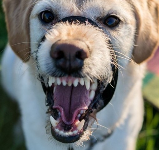 Donna aggredita da due grossi cani mentre porta a spasso il suo