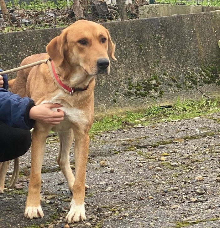 Duna, abbandonata in Sicilia aspetta di trovare l'amore di una casa