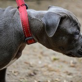 Una lettrice: &quot;A Tollegno abbiamo paura di quei cani senza museruola&quot;