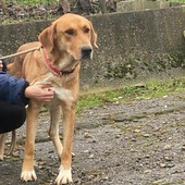 Duna, abbandonata in Sicilia aspetta di trovare l'amore di una casa