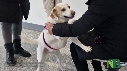 Rivede il cane dopo due settimane in ospedale, l'incontro tra Cristina ed Elsa FOTO e VIDEO