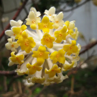 Scarlatta Piante: Edgeworthia, la pianta della carta