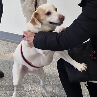 Rivede il cane dopo due settimane in ospedale, l'incontro tra Cristina ed Elsa FOTO e VIDEO