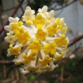 Scarlatta Piante: Edgeworthia, la pianta della carta