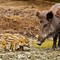 “Forse anche tra gli animali esiste la famiglia allargata!”: l’esperienza di Alberto.