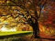 Il foliage della Bassa Serra biellese: a Salussola si celebra l’autunno.