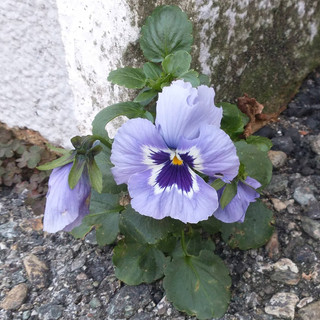 Viola tricolor L. Nome italiano: Viola del pensiero. Nome sardo: Pensiéris, Pansé. Español: Pensamiento.