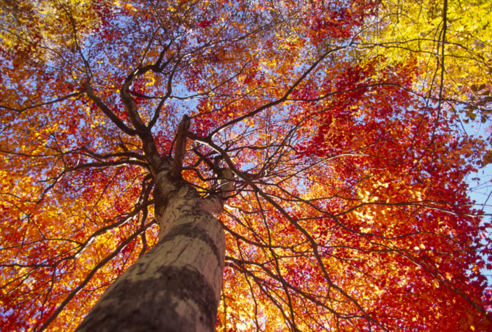 Il foliage della Bassa Serra biellese: a Salussola si celebra l’autunno.