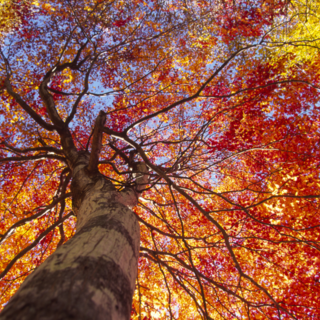 Il foliage della Bassa Serra biellese: a Salussola si celebra l’autunno.