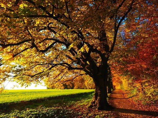 Il foliage della Bassa Serra biellese: a Salussola si celebra l’autunno.