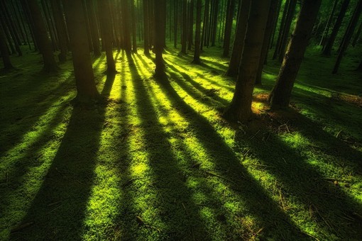 sentinelle natura