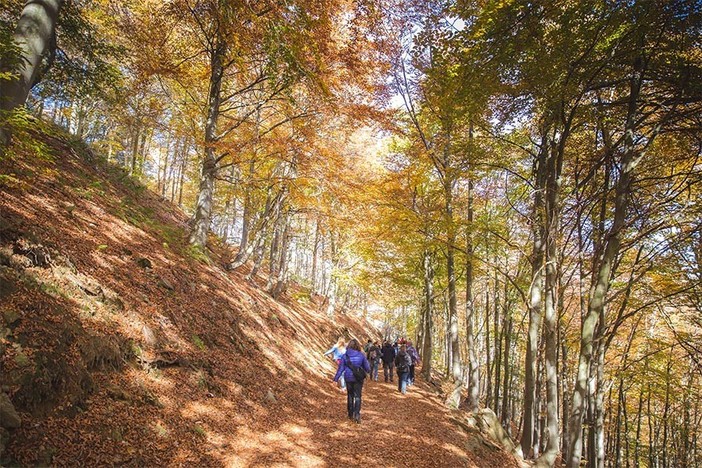 Oasi Zegna, Foliage: Vivi lo spettacolo dell'autunno