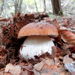 I funghi del biellese in mostra a Palazzo Ferrero