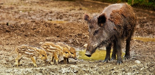 “Forse anche tra gli animali esiste la famiglia allargata!”: l’esperienza di Alberto.