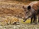 “Forse anche tra gli animali esiste la famiglia allargata!”: l’esperienza di Alberto.