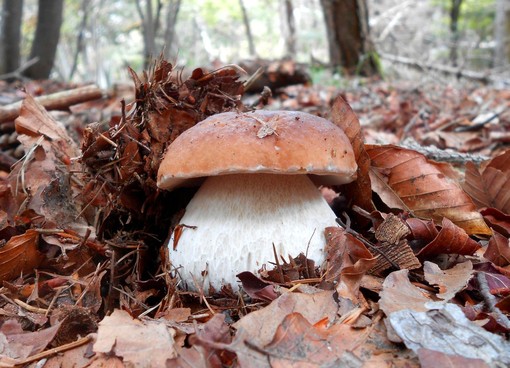 I funghi del biellese in mostra a Palazzo Ferrero