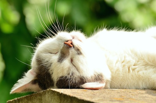 Occhieppo Inferiore, gatto ucciso da un cane: intervengono Carabinieri e Asl, foto archivio