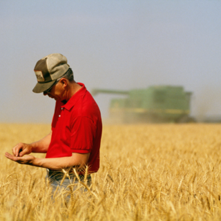 Biella e Vercelli invase dal grano canadese, Coldiretti: “Necessario ridurre l’indipendenza estera”.