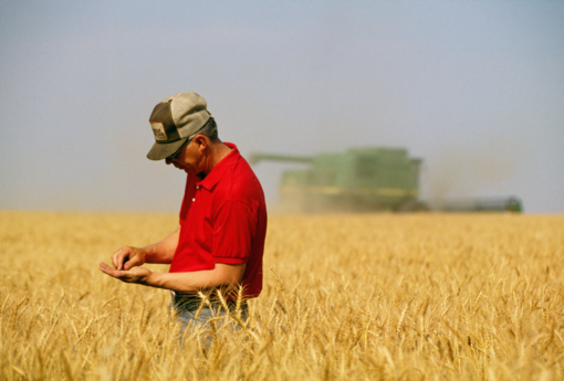 Biella e Vercelli invase dal grano canadese, Coldiretti: “Necessario ridurre l’indipendenza estera”.