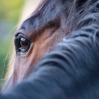 masserano cavallo