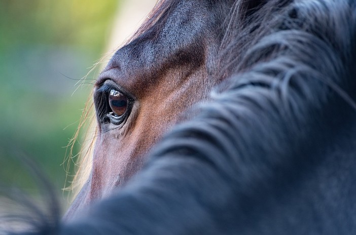 masserano cavallo